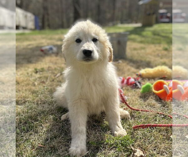 Medium Photo #3 Great Pyrenees-Unknown Mix Puppy For Sale in Yardley, PA, USA