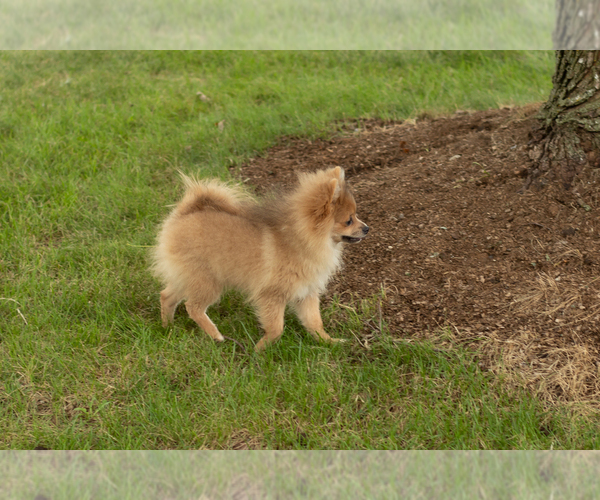Medium Photo #6 Pomeranian Puppy For Sale in NAPPANEE, IN, USA