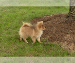 Small #5 Pomeranian