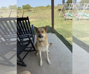 Father of the Golden Shepherd puppies born on 09/08/2026