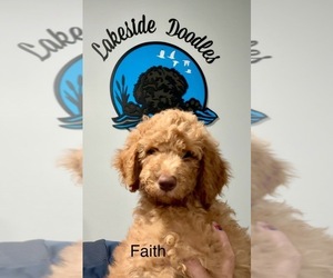 Goldendoodle (Miniature) Puppy for sale in SHERRARD, IL, USA