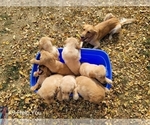 Small Photo #42 Golden Retriever Puppy For Sale in SAINT LOUIS, MO, USA
