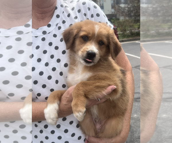 Medium Photo #3 Collie-Unknown Mix Puppy For Sale in Rockville, MD, USA