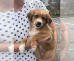 Small #2 Collie Mix