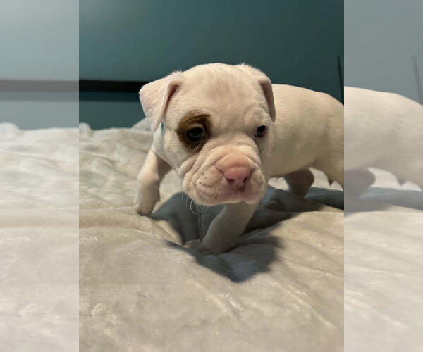 Medium Photo #3 Bull-Boxer Puppy For Sale in Holly Springs, NC, USA
