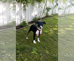 Small Borador