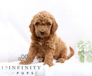 Goldendoodle (Miniature) Puppy for sale in EPHRATA, PA, USA