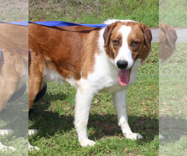 Medium Photo #3 Border Collie-Retriever  Mix Puppy For Sale in Prattville, AL, USA