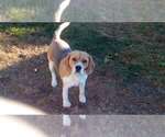 Small Photo #1 Beagle Puppy For Sale in Glen Innes, New South Wales, Australia