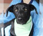 Small #1 Labrador Retriever Mix