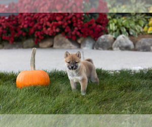 Shiba Inu Puppy for sale in MILLERSBURG, IN, USA