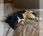 Small #2 Mutt