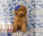 Small Photo #4 Cockapoo-Poodle (Miniature) Mix Puppy For Sale in BIRD IN HAND, PA, USA