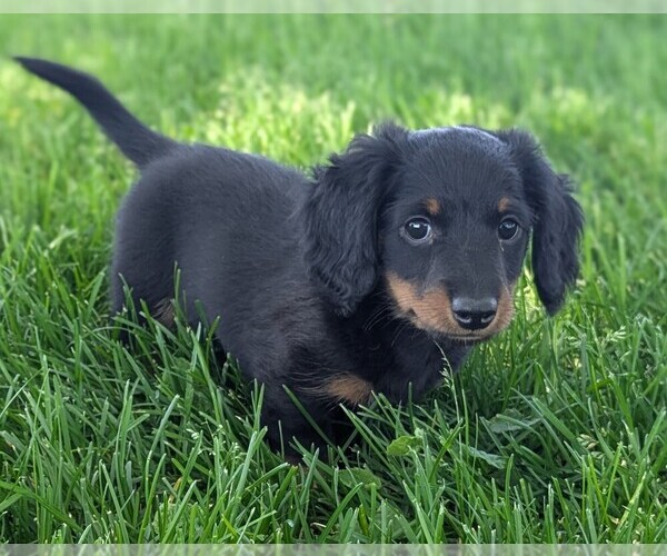 Medium Photo #1 Dachshund Puppy For Sale in ALBIN, WY, USA