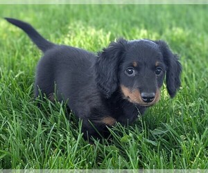 Dachshund Puppy for sale in ALBIN, WY, USA