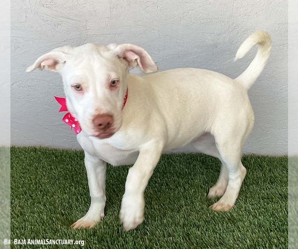Medium Photo #4 American Pit Bull Terrier-Labrador Retriever Mix Puppy For Sale in San Diego, CA, USA