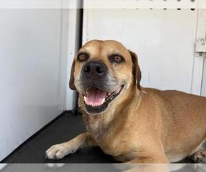Mutt Dogs for adoption in Riverside, CA, USA