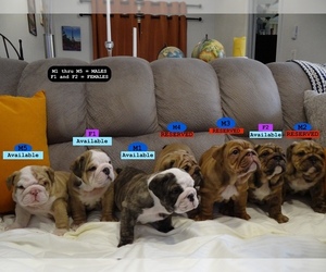 Bulldog Puppy for Sale in TEMPE, Arizona USA