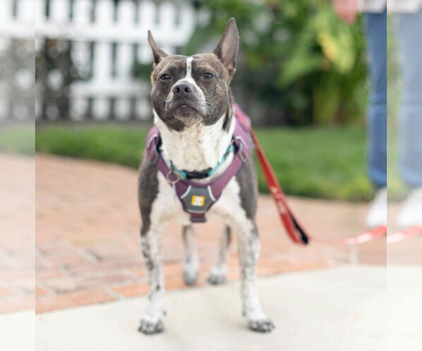 Medium Photo #8 Boston Terrier-Unknown Mix Puppy For Sale in San Jose, CA, USA