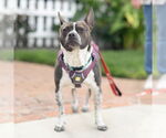 Small #7 Boston Terrier Mix