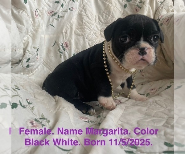 Medium Photo #4 French Bulldog Puppy For Sale in FORT PLAIN, NY, USA