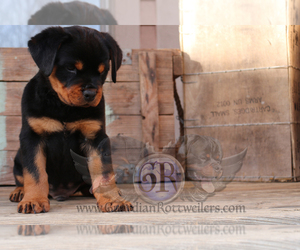 Rottweiler Puppy for Sale in BARGERSVILLE, Indiana USA