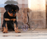 Small Photo #1 Rottweiler Puppy For Sale in BARGERSVILLE, IN, USA
