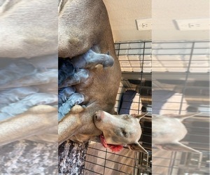 Mother of the Doberman Pinscher puppies born on 05/23/2022