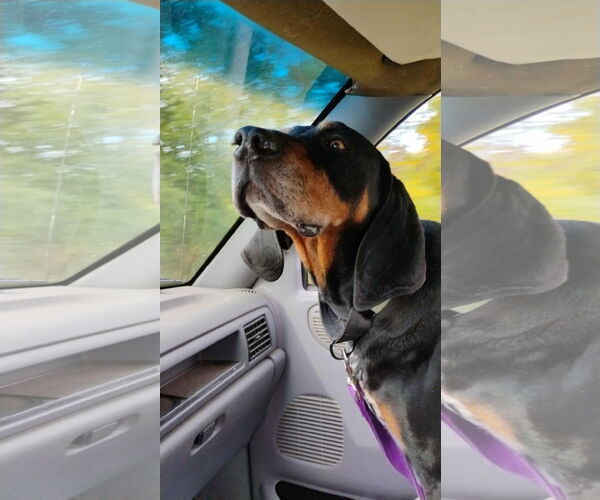 Medium Photo #2 Black and Tan Coonhound Puppy For Sale in Clinton , MI, USA