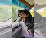 Small #1 Black and Tan Coonhound