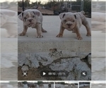 Small Photo #10 English Bulldog Puppy For Sale in HESPERIA, CA, USA