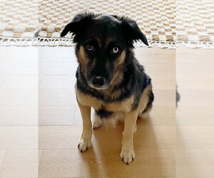 Valentino - Male Australian Shepherd-German Shepherd Dog Mix Dog for Adoption - Photo #7
