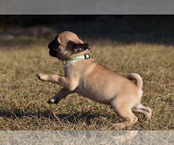 Medium Photo #6 Pug Puppy For Sale in PALM COAST, FL, USA