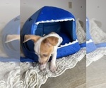 Small #5 Chihuahua