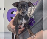 Small #3 Jack Russell Terrier Mix