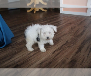 Poodle (Toy) Puppy for sale in EVART, MI, USA