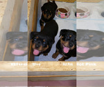 Small Photo #4 Rottweiler Puppy For Sale in AIKEN, SC, USA
