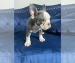 Small Photo #24 French Bulldog Puppy For Sale in SEATTLE, WA, USA