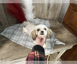 Mother of the Shih Tzu puppies born on 11/14/2024