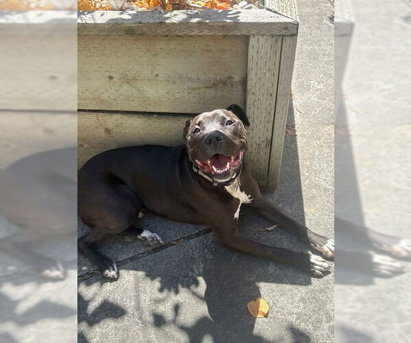 Medium Photo #4 American Pit Bull Terrier-Unknown Mix Puppy For Sale in Berkeley, CA, USA