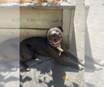 Small #3 American Pit Bull Terrier Mix