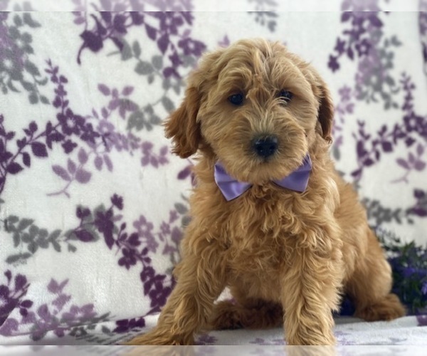 View Ad Goldendoodle Puppy for Sale near Pennsylvania, LANCASTER, USA