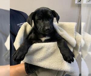 Labrador Retriever-Unknown Mix Dogs for adoption in Visalia, CA, USA