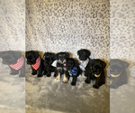 Small Photo #1 Schnauzer (Miniature) Puppy For Sale in BALLWIN, MO, USA