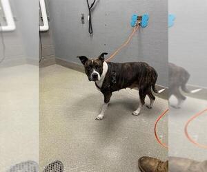 Mutt Dogs for adoption in Las Vegas, NV, USA