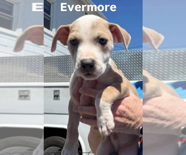 Medium Photo #2 Mutt Puppy For Sale in Wenonah, NJ, USA