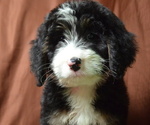 Small Photo #3 Bernedoodle Puppy For Sale in PATERSON, NJ, USA