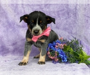 Australian Cattle Dog Puppy for sale in LANCASTER, PA, USA