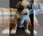 Small Photo #2 Australian Shepherd Puppy For Sale in MOUNTAIN HOME, ID, USA