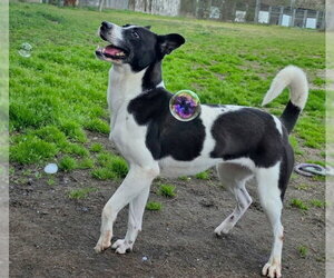 Mandy - Female Basenji-Unknown Mix Dog for Adoption - Photo #8